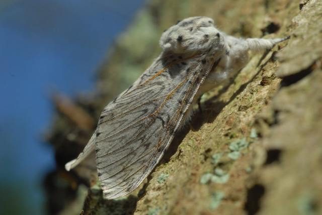 Cerura vinula, de Hermelijnvlinder. Behoort tot de Notodontidae, Tandvlinders.  Vliegt van begin april tot in augustus. Een vrij zeldzame soort van de kustprovincies. Waardplanten wilgen en populieren.